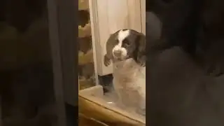 Dog Caught in the Act 😂😭💀