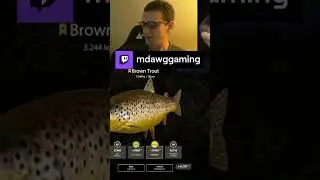 Trophy Brown Trout at Belaya  | mdawggaming on #Twitch