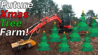 Clearing for a Christmas Tree Farm! - Avon, CT