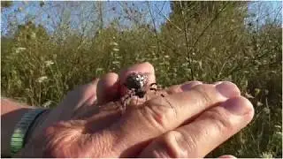 Spider Hunt Wth Bob The Spider Hunter 090419
