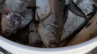 Сбор зимней морской свинки для наживки для сома