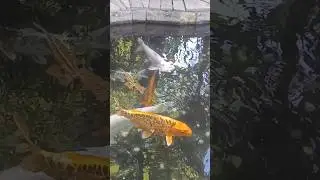 Рыбы танцуют под вирусную песню Дхурандхар