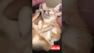 Pure Bliss: Delighted Cat Relishing the Ultimate Massage Experience