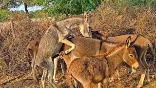 Big Male #Donkey Enjoy With Female #Donkey In My House |@CryptoOutpost