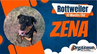 Zena the Rottie&rsquo;s Amazing 2-Week Transformation | Off Leash K9 Training OKC