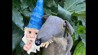 Not just bees and flowers, look who Rattie found in the garden. Two of them!