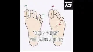 Mobilisation des orteils
