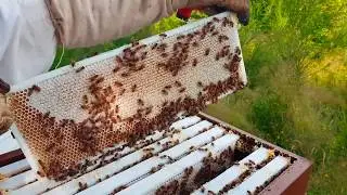 Du nectar qui rentre? une miéllée? les hausses sont elles pleines?