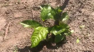 Plantação de 500 pés de maracujá em pouco espaço confiram