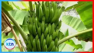 Plantain farming tips || Farm Kenya