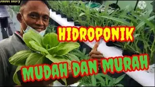 Tutorial menanam sayuran hidroponik mudah dan murah #hidroponikpemula