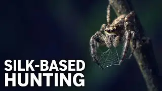 Praying Mantis Macro Close-Up | Microtime Wildlife 8K
