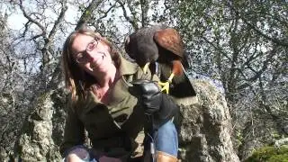 Hawk Walk with West Coast Falconry