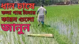 নতুন কৃষক ভাইয়েরা ভিডিও টি দেখুন।।  ধানের ভিতর কলা গাছ টানার অনেক সুবিধা।। চাষীরা ভিডিও টি দেখুন