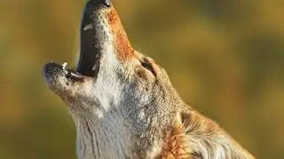 COYOTE CALLING SOUND || COYOTE HOWLING ||COYOTE ROAR FOR HUNTING