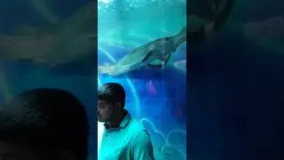 Under water tunnel Aquarium