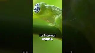 The Glass Frog - Transparent Camouflage #glassfrog #transparent #nature #animalkingdom #camouflage