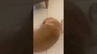 Sleepy Dog