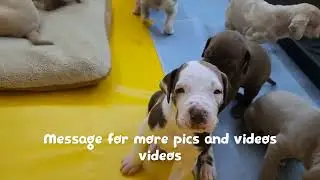 Great Dane puppies learning to walk