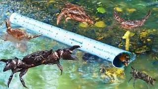 Smart Boy Catching Crab With PVC Pipe||Catching Lot Of Crab #fishing