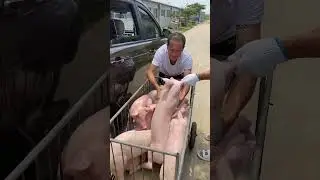 Catching Baby Piglet Into the Car 🐷🚗 #viral #short #pig #piglets #funniestvideo #catch #rurallife