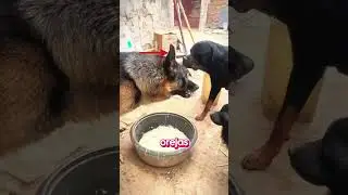 Rottweiler vs Pastor alemán