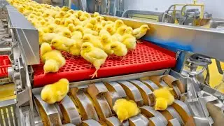 Chicken Factory Mega Operation: From Incubator to Packaged Meat | Full Process