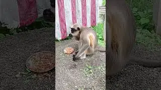 monkey eating peanut 🥜