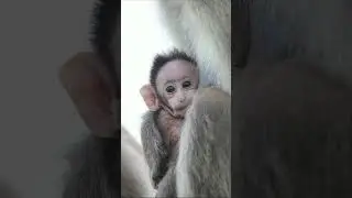 Mother protecting baby // Mother love // Bonnet Macaque #shorts