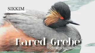 Graceful Eared Grebe Enjoys Tsomgo&rsquo;s Sacred Lake &ndash; Hunting & Preening Moments