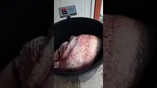 Som preko 100 kg ulovljen kod Smedereva