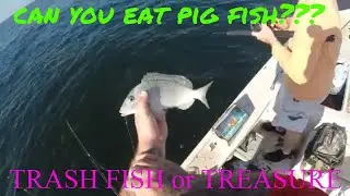 PIG FISH trash fish or treasure
