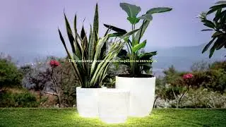 Festive Decor That Lasts: Harshdeep Outdoor Planters #harshdeepindia #plantsofindia #homedecor