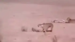 Masai can fight against lions and tigers