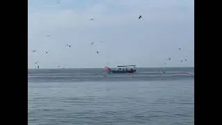 Cherai Beach trap fishing method  