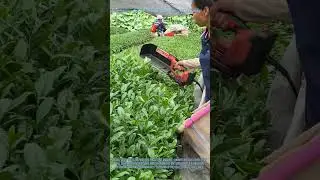 Machine - Harvesting Tea Leaves for Matcha Ingredients | Tea Farming