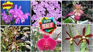 SUPER SALE anggrek hybrid spesies ⁉️
