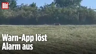 Raubtier in Sachsen-Anhalt: Gro&szlig;katzen-Sichtung in Braunsbedra