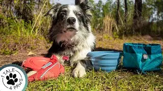 Dog Travel Bowl Review