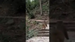 Monkey instincts