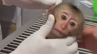 The adorable baby monkey was given a health check-up by his father