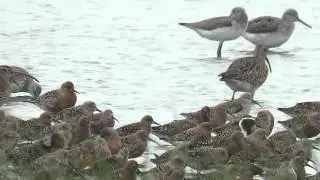 Red Knot Calidris canutus