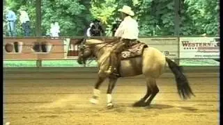 All Dun Working Stallion Portrait