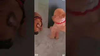Lucky 81 pet Even dancing dogs don't like #shorts