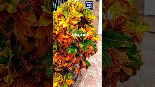 7 tipos da #planta #cr&oacute;ton #shorts #folhagens de f&aacute;cil cultivo #flores sem valor ornamental #jardim