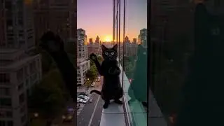 Feline influencer caught in action - bloopers