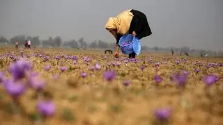 World&rsquo;s Best saffron grows Here | kesar | pampore kashmir