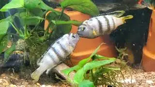  Cichlid Male Dominance Behavior in Mbuna Pseudotropheus Saulosi