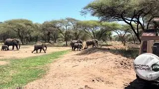 An elephant family taking a mud bath @ Lake Manyara National Park