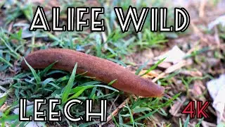 INDIAN  LEECH | INSECT | ALIFE WILD | 2021 | 4K